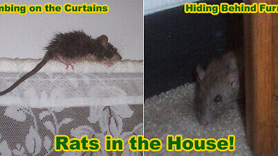 rats in house