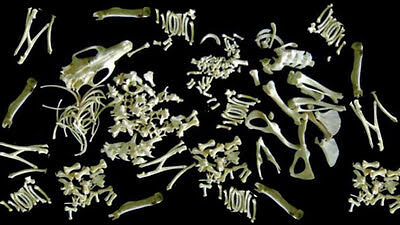 Rat bones