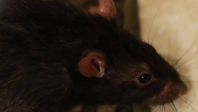 black rat