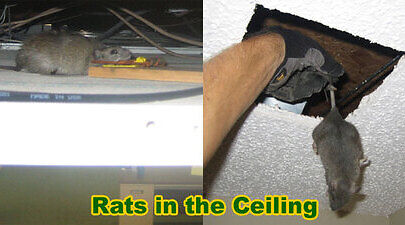 Rat Ceiling