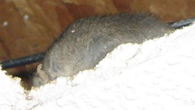 Rat in ceiling