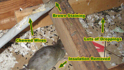 indicators of rat presence