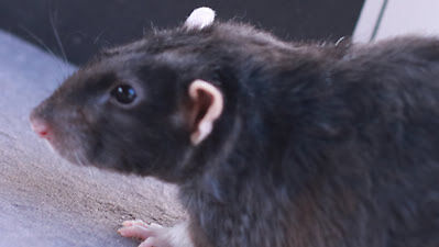 black rat