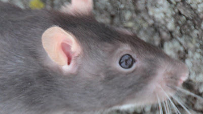 gray rat