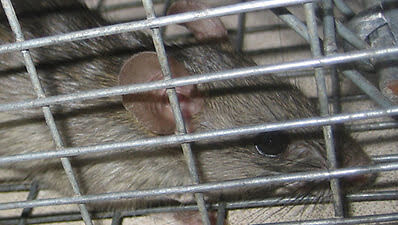 rat in a cage