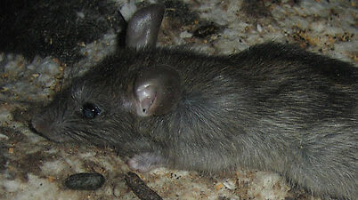 black rat