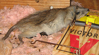 rat in snap trap