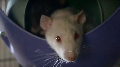 white rat