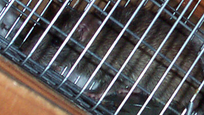 rat in cage