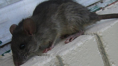 rat