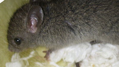 gray rodent