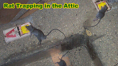 rat trapping
