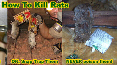 kill rat