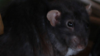 black rat