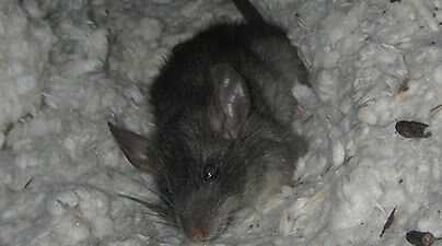 rat and mothballs