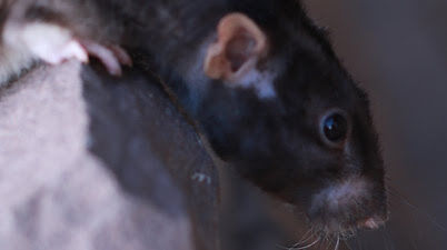 black rat