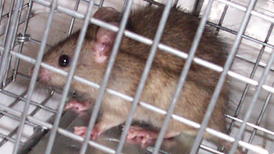 Norway rat