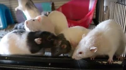 group of rats