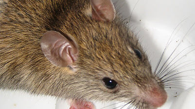 brown rat