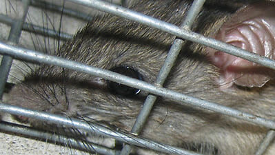 rat in cage