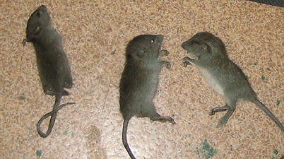 three dead rodents