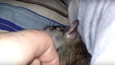 rat petted