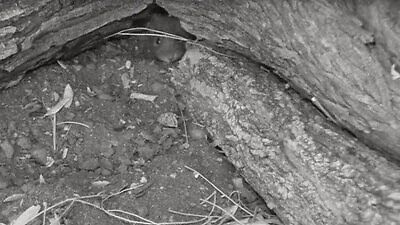 rat hiding in burrow