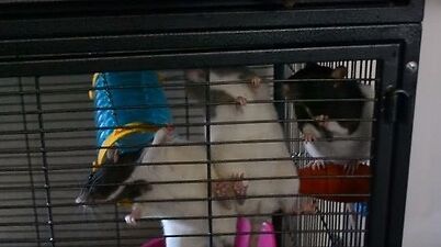 three rats in a cage