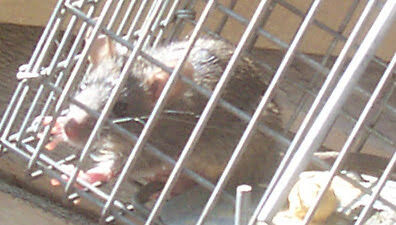 rat in cage trap