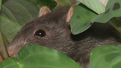 rat among leaves