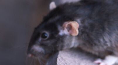 black rat