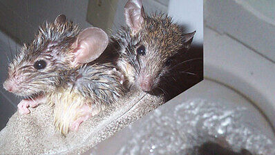 rats in toilet