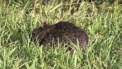 rat in grass