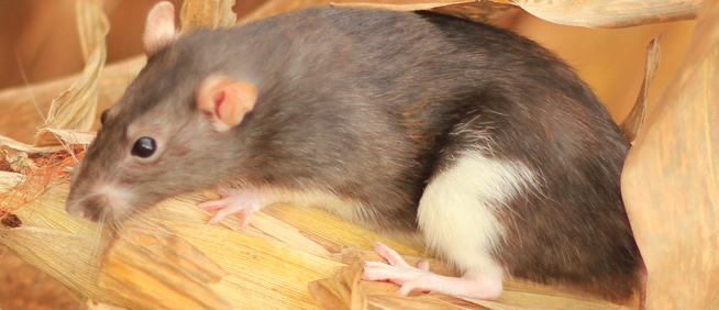 Which Animals Do Rats Commonly Kill?