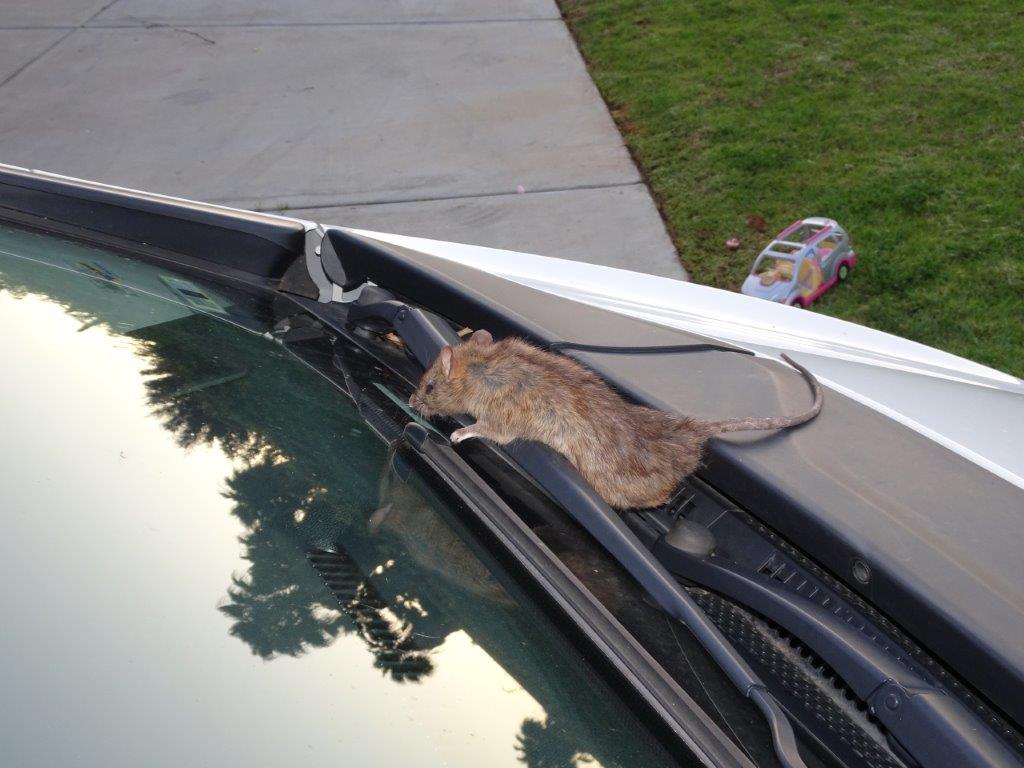 Does car insurance cover damage by rats?