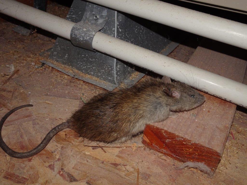 Can Rats Live In A Hot Attic 