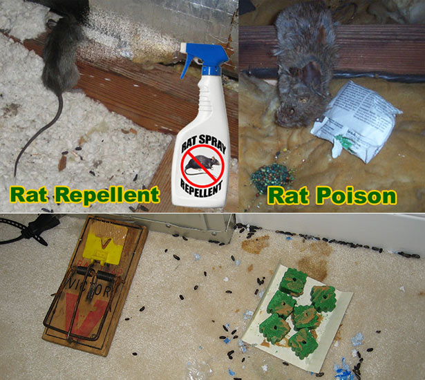 Rat Poison and Repellant