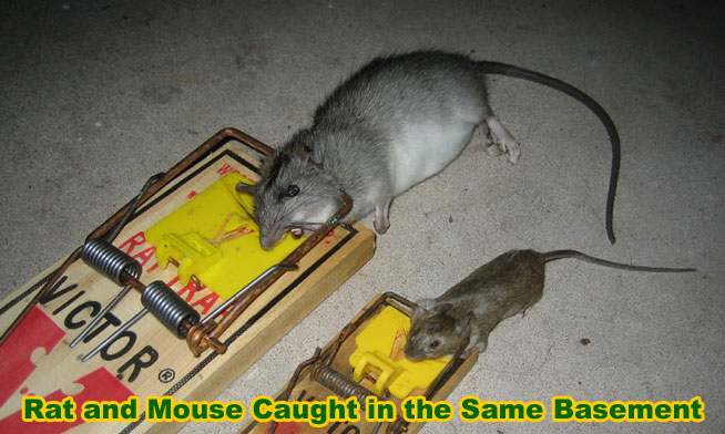 How To Remove And Get Rid Of Rats In The Basement Mice And