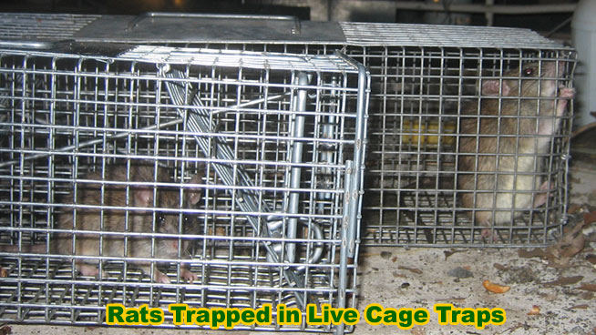 Humane Rat Trapping in Live Cage Traps