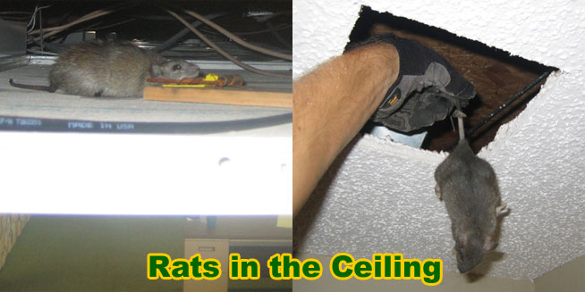 How To Remove And Get Rid Of Rats In The Ceiling