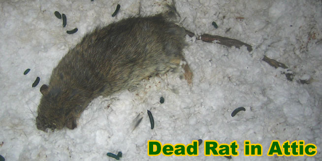 How to get rid best sale of dead rat smell