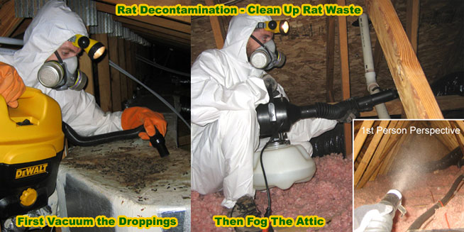 Matchless Info About How To Clean Up Mouse Feces Effectsteak33 Matchless Info About How To Clean Up Mouse Feces Effectsteak33