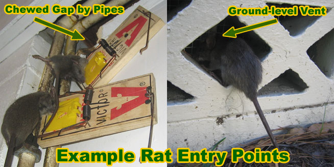 Common Rat Entry Points Into House