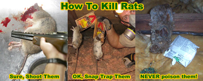 How to store kills rats