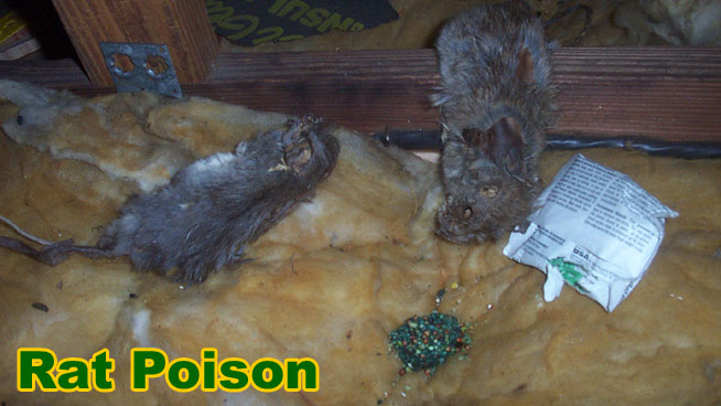 How to Make Rat Poison at Home: 4 Methods