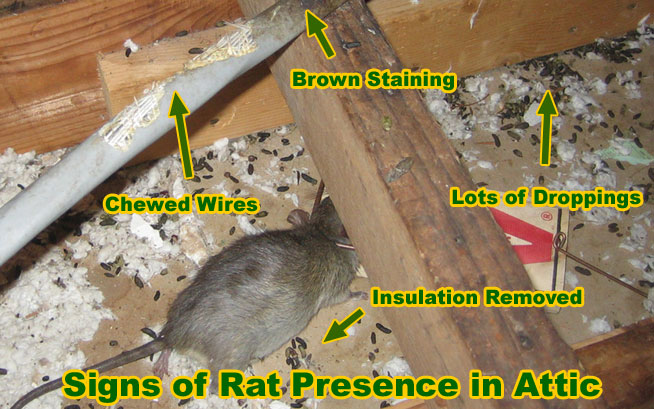 How to get rid sales of rat in roof