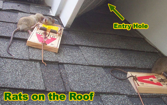 How To Remove And Get Rid Of Rats On The Roof