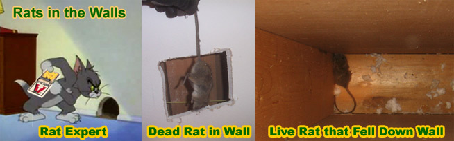 Dead Rat Removal Inside a House