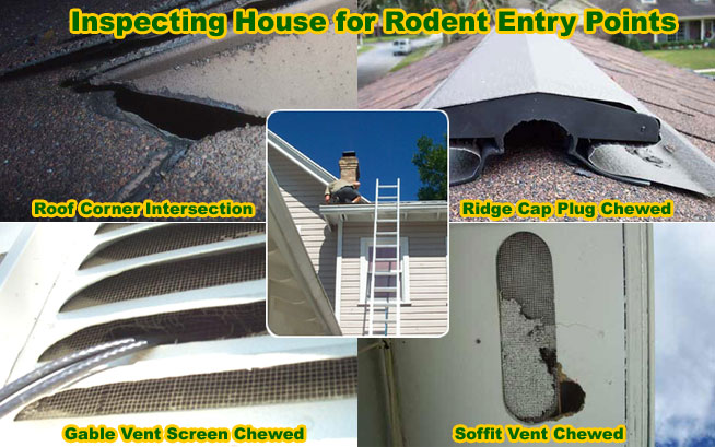 How do you get rid of roof rats?