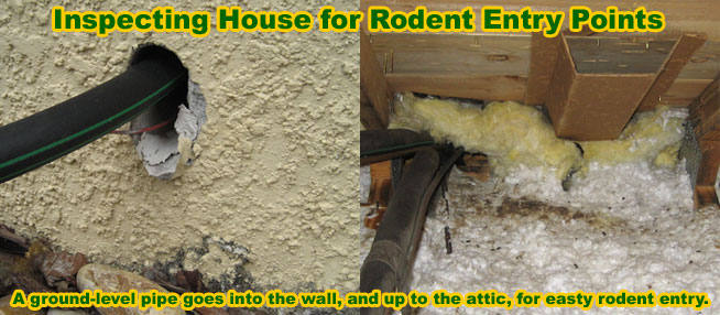 Rat Entry Holes Into House - Common Rat Entry Points How To Seal Off Rat Entry Points